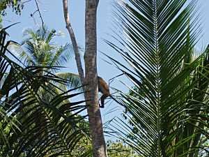 Premlanka Hotel, Dickwella, monkey