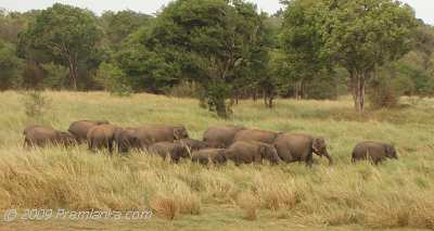 Photo: Wild Elephants near Trincomalee.